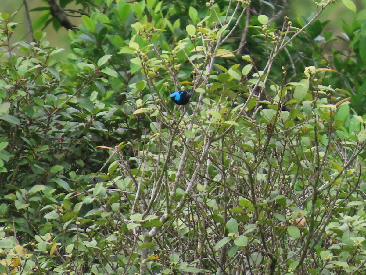 Scarlet-thighed Dacnis - ML637844872