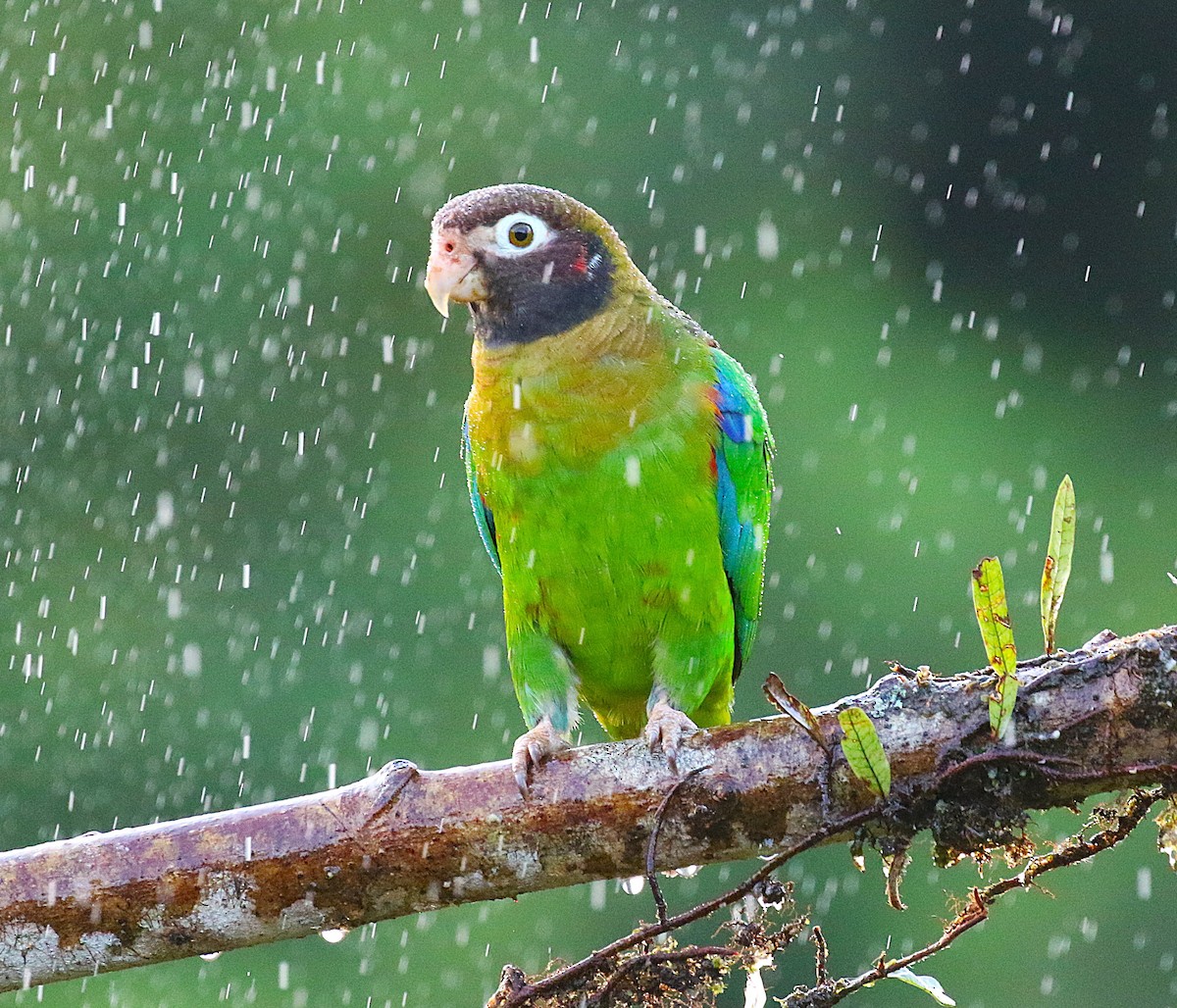 Brown-hooded Parrot - ML637845086