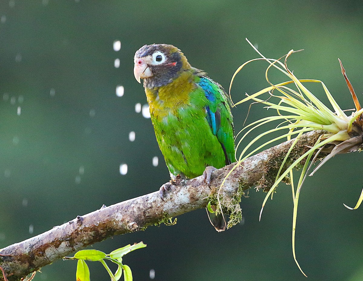 Brown-hooded Parrot - ML637845087
