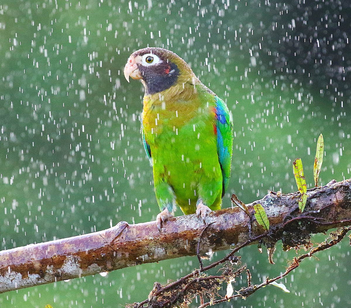 Brown-hooded Parrot - ML637845088