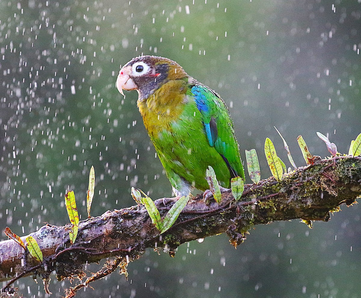 Brown-hooded Parrot - ML637845089