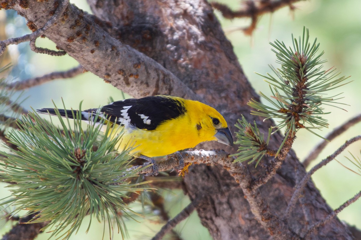 Yellow Grosbeak (Northern) - Christian Nunes