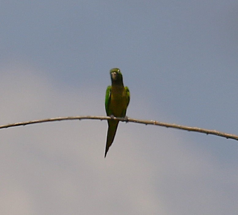 Olive-throated Parakeet - ML637845138