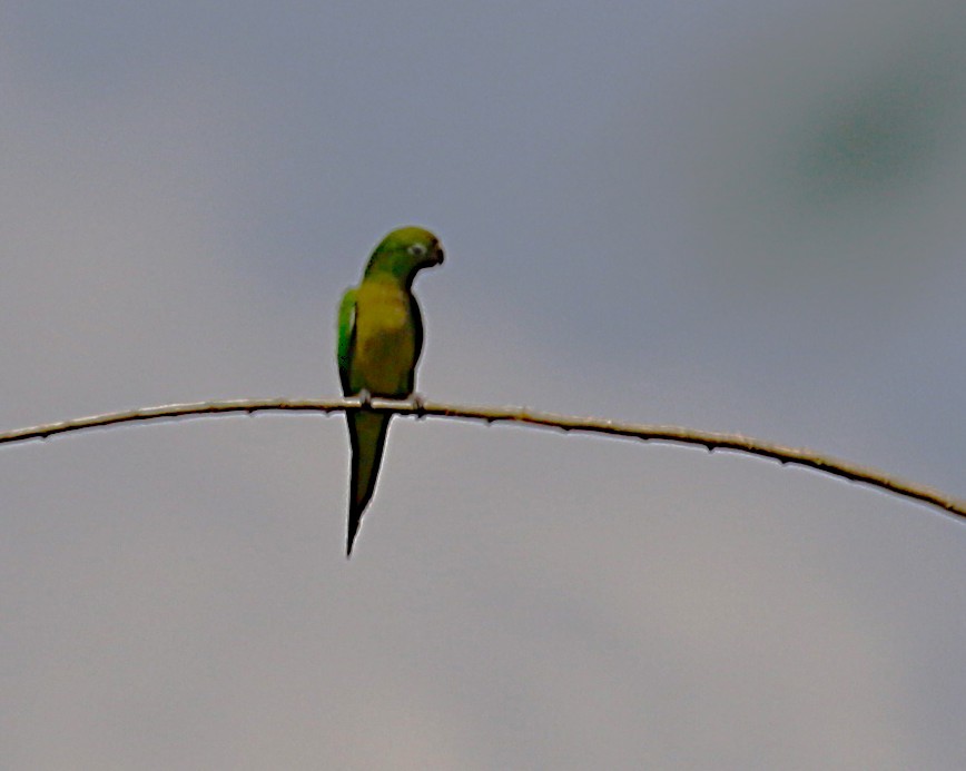 Olive-throated Parakeet - ML637845139