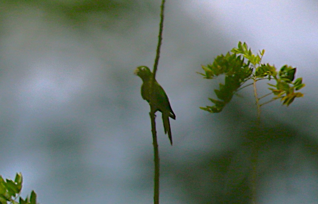 Olive-throated Parakeet - ML637845140