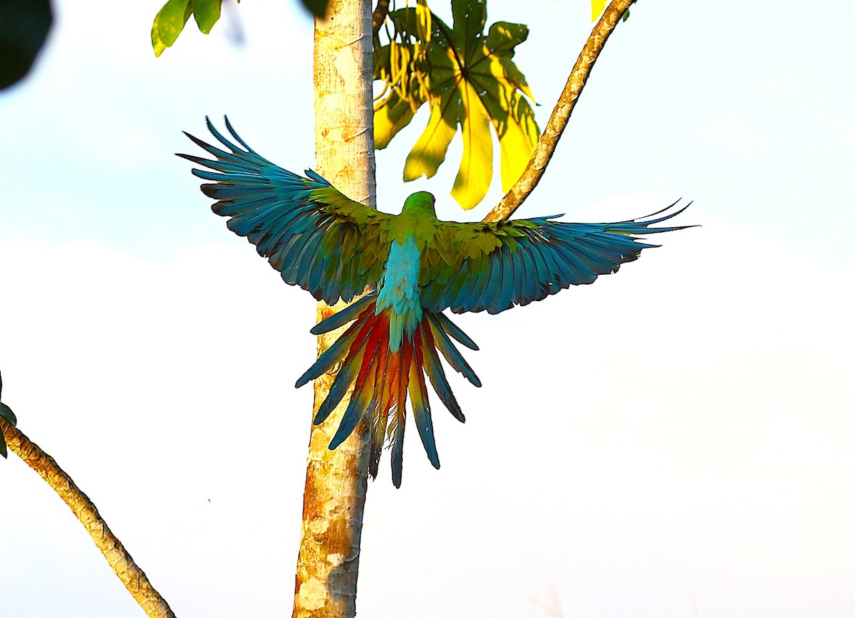 Great Green Macaw - ML637845169