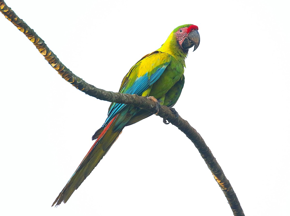 Great Green Macaw - ML637845170