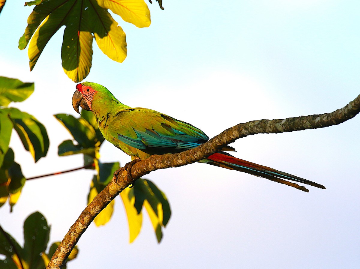 Great Green Macaw - ML637845172