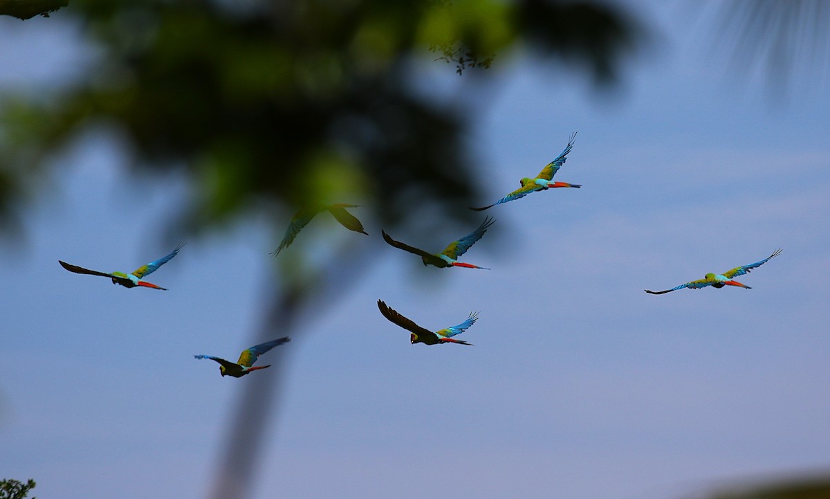 Great Green Macaw - ML637845173