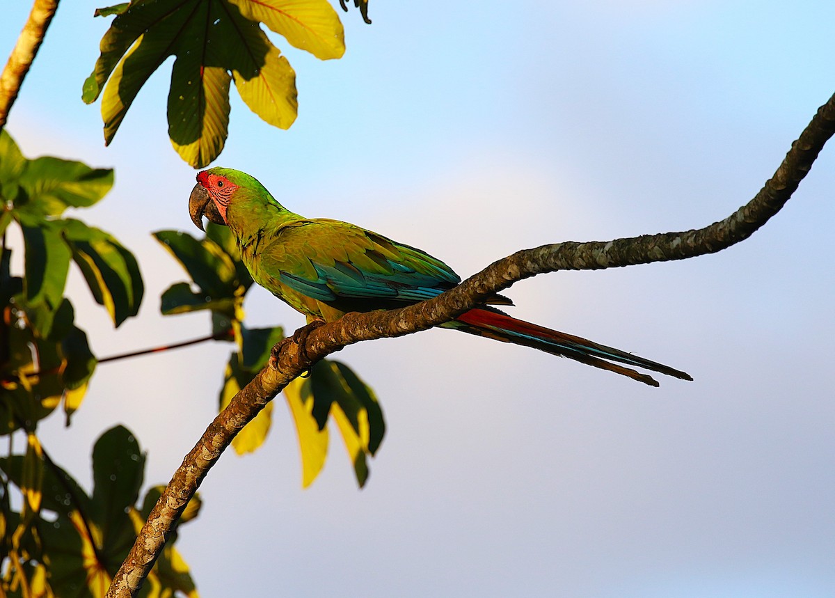 Great Green Macaw - ML637845174