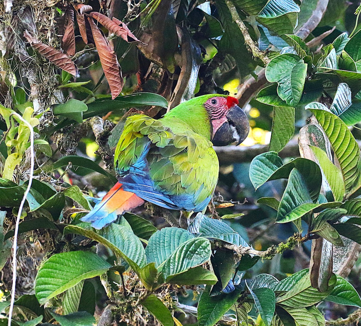 Great Green Macaw - ML637845175