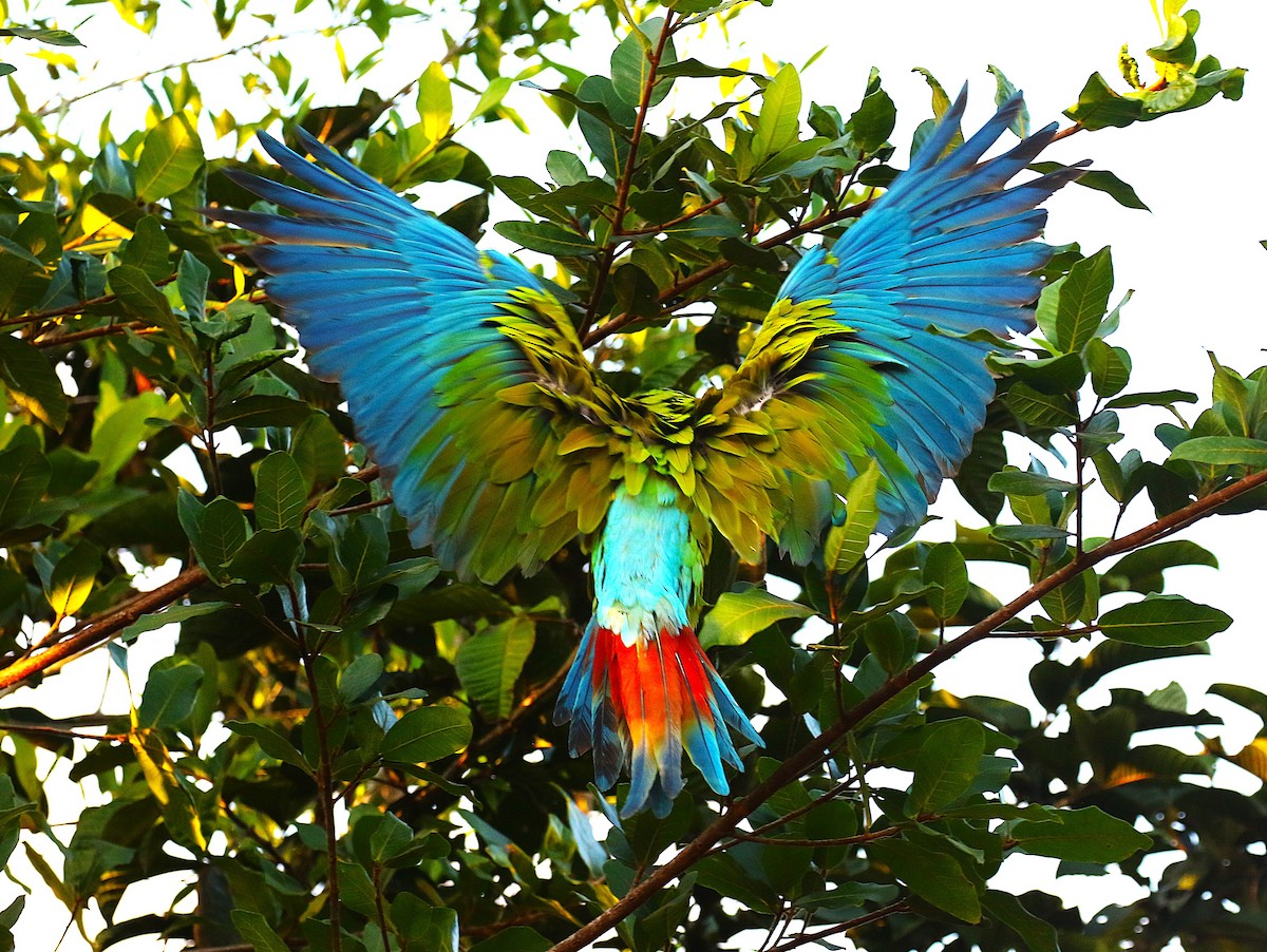 Great Green Macaw - ML637845178