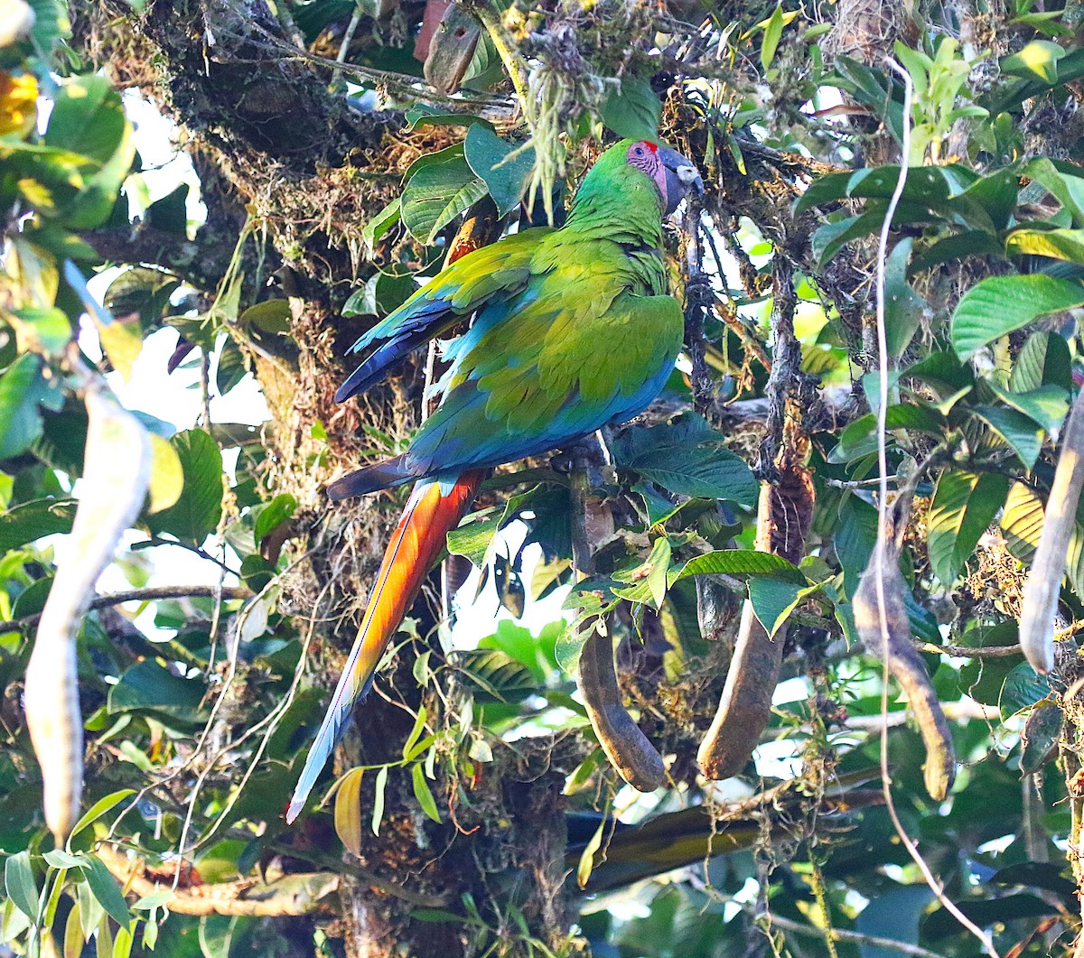 Great Green Macaw - ML637845179