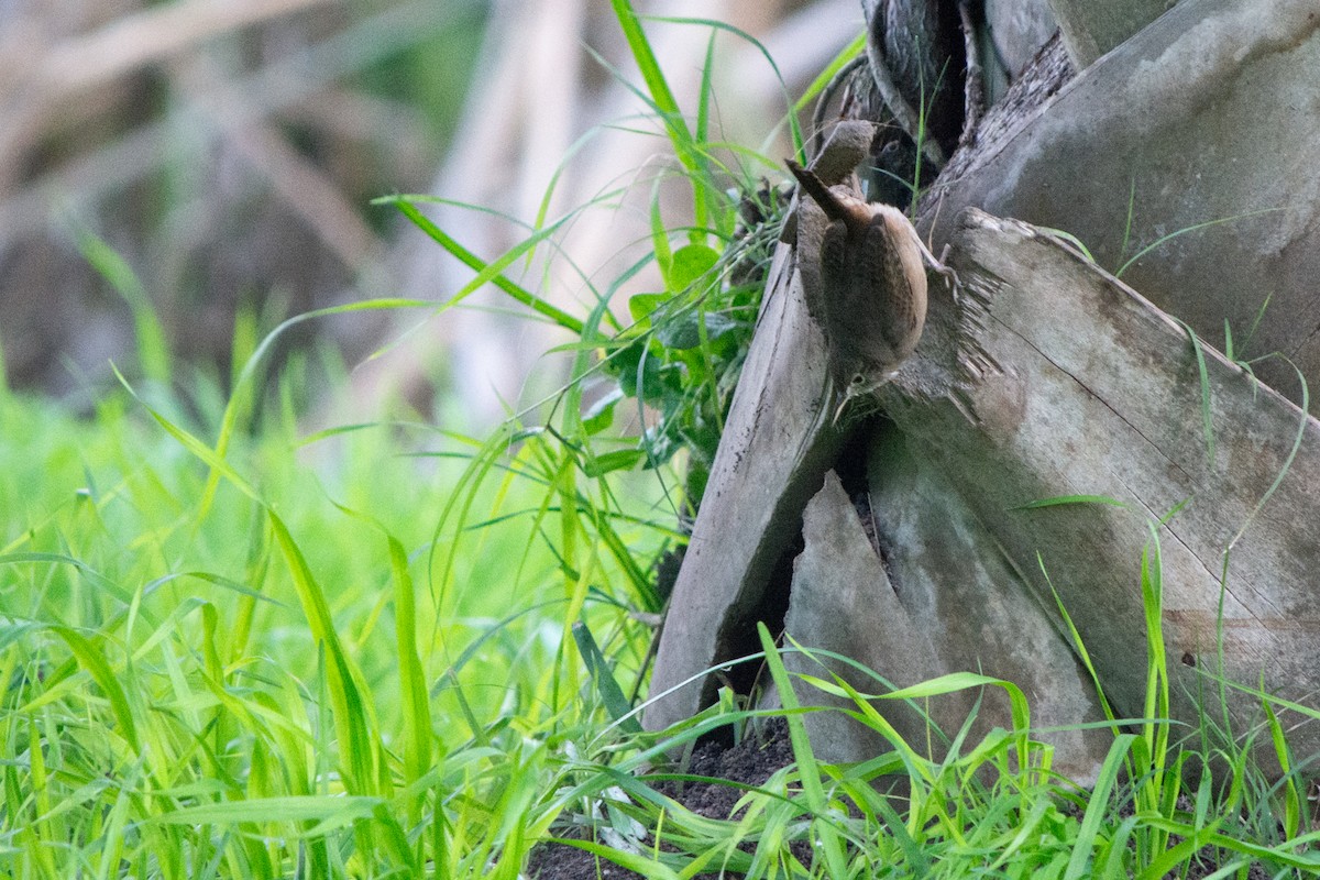 Southern House Wren - ML637845207
