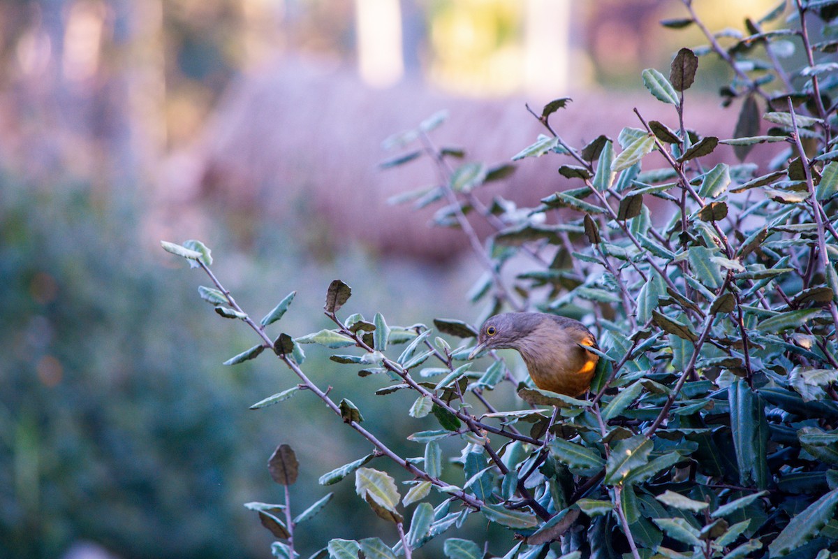 Rufous-bellied Thrush - ML637845213