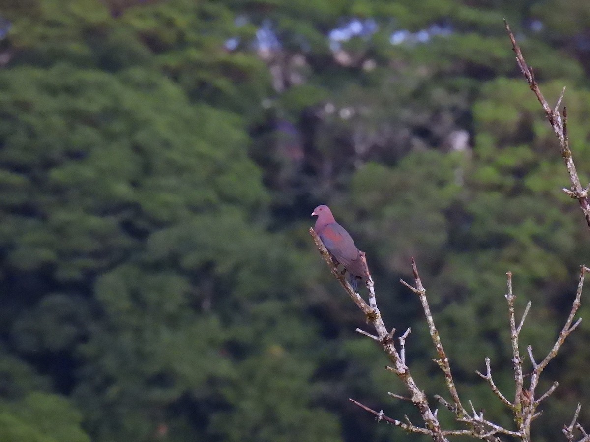 Red-billed Pigeon - ML637845226