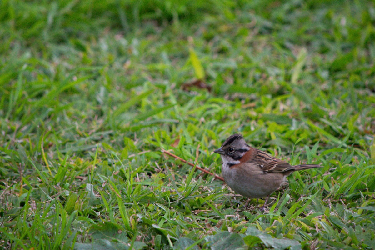Rufous-collared Sparrow - ML637845231