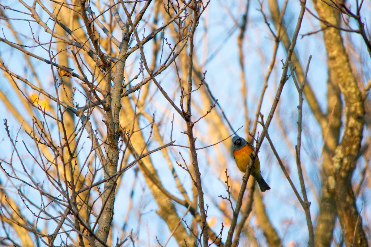 Blue-and-yellow Tanager - ML637845244