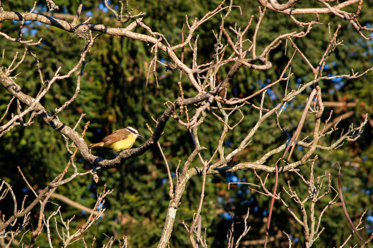 Great Kiskadee - ML637845254