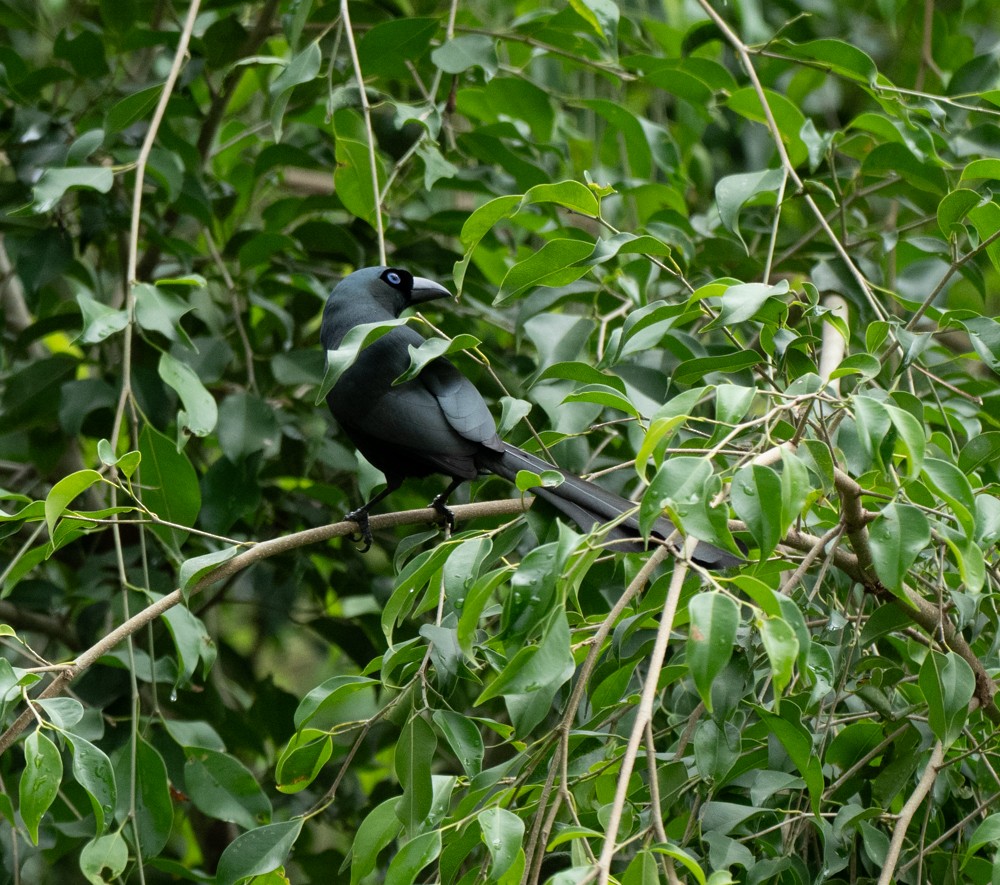 Racket-tailed Treepie - ML637845268