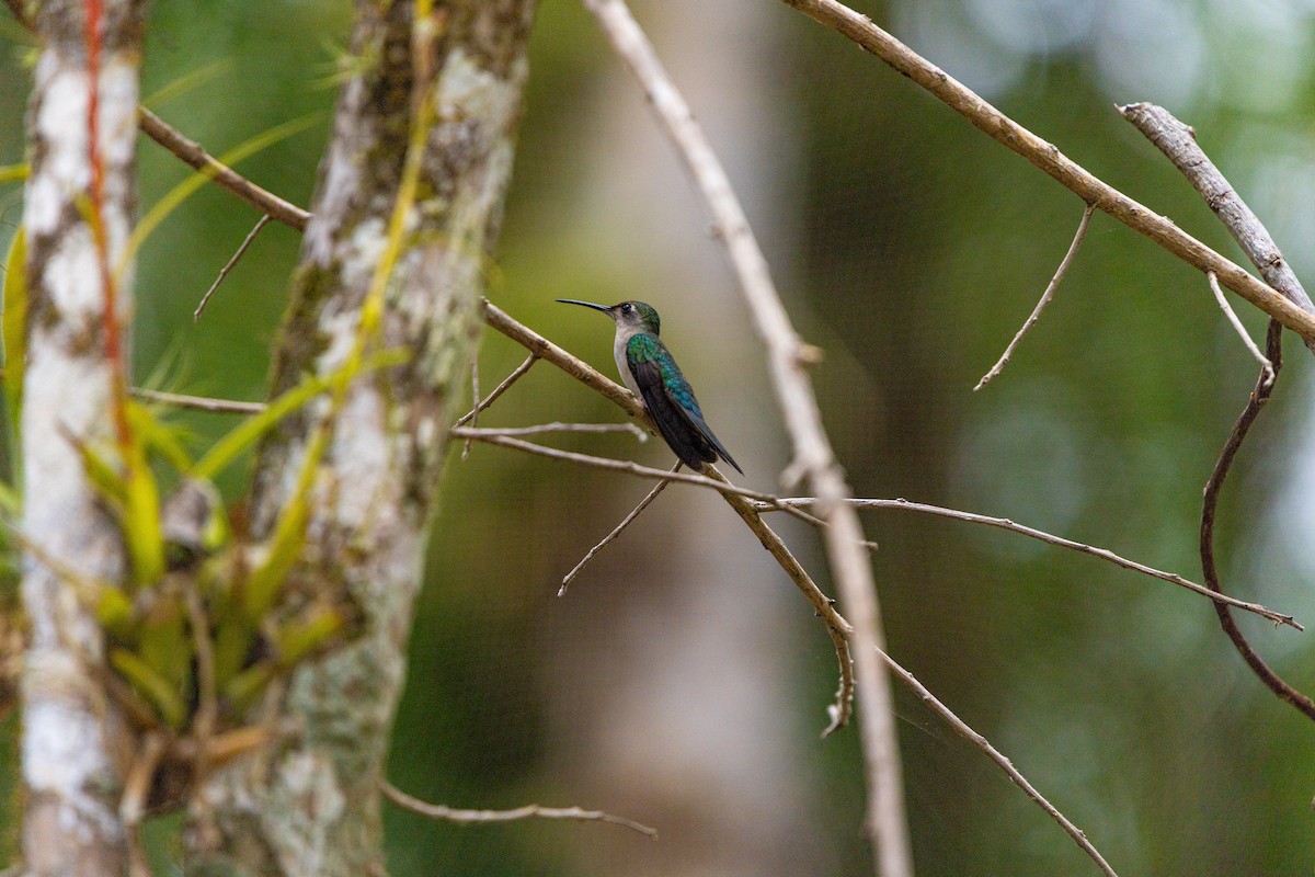 Wedge-tailed Sabrewing - ML637845315