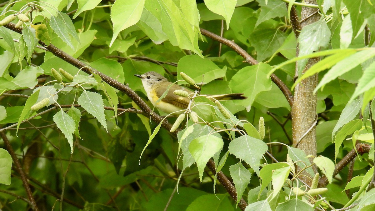 American Redstart - ML637845332