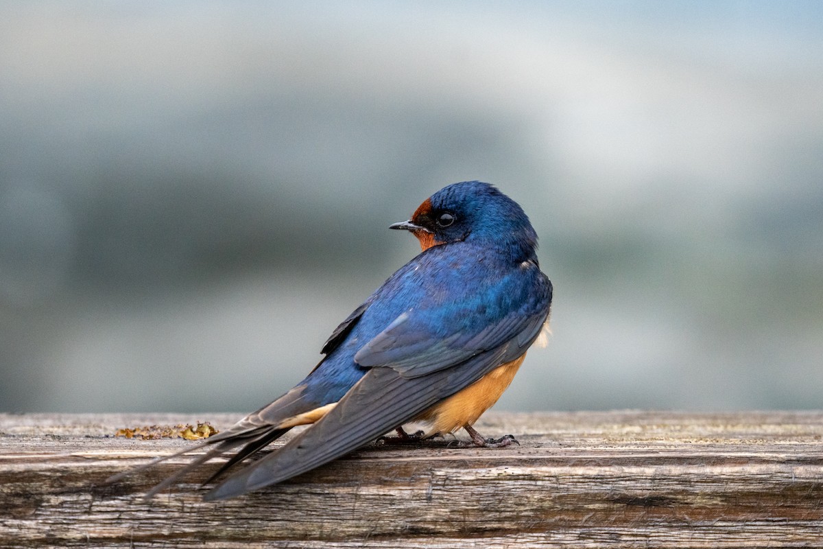 Barn Swallow - ML637845352