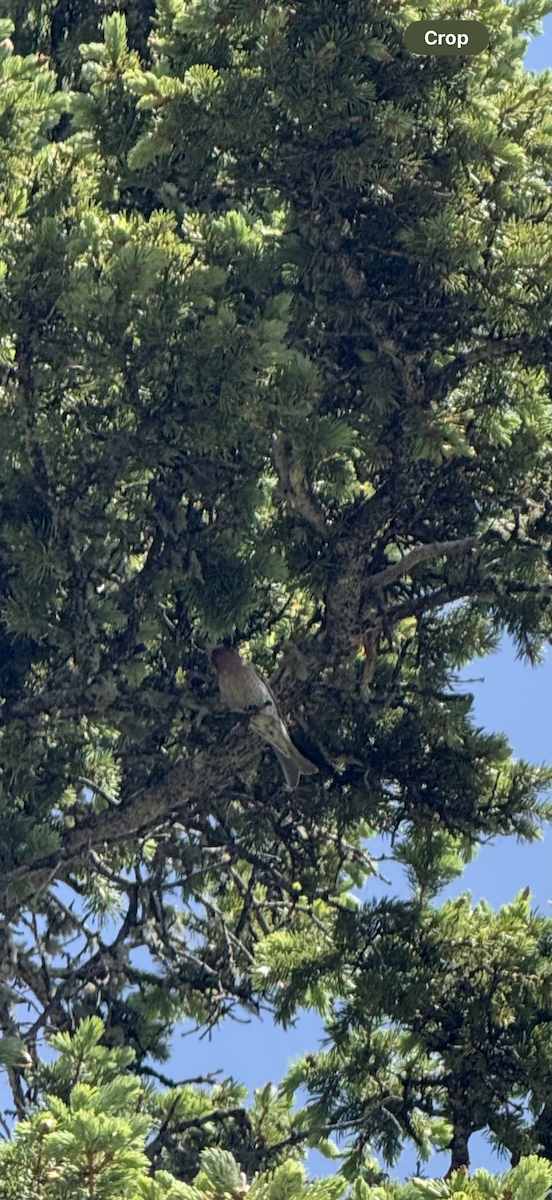 Cassin's Finch - ML637845383