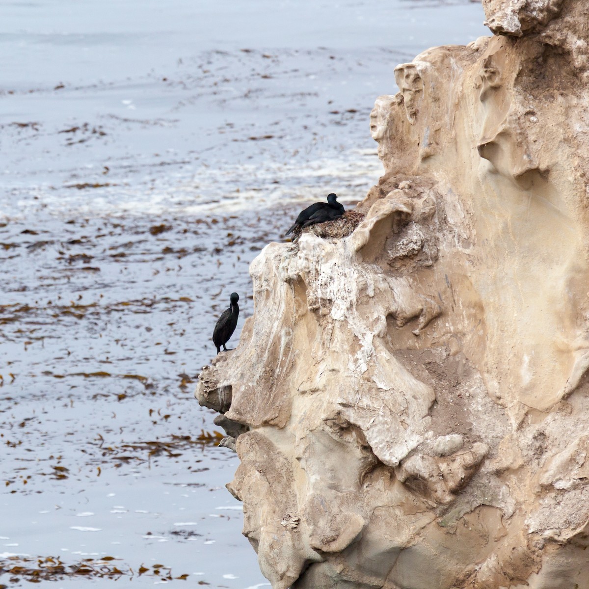 Pelagic Cormorant - ML637845395