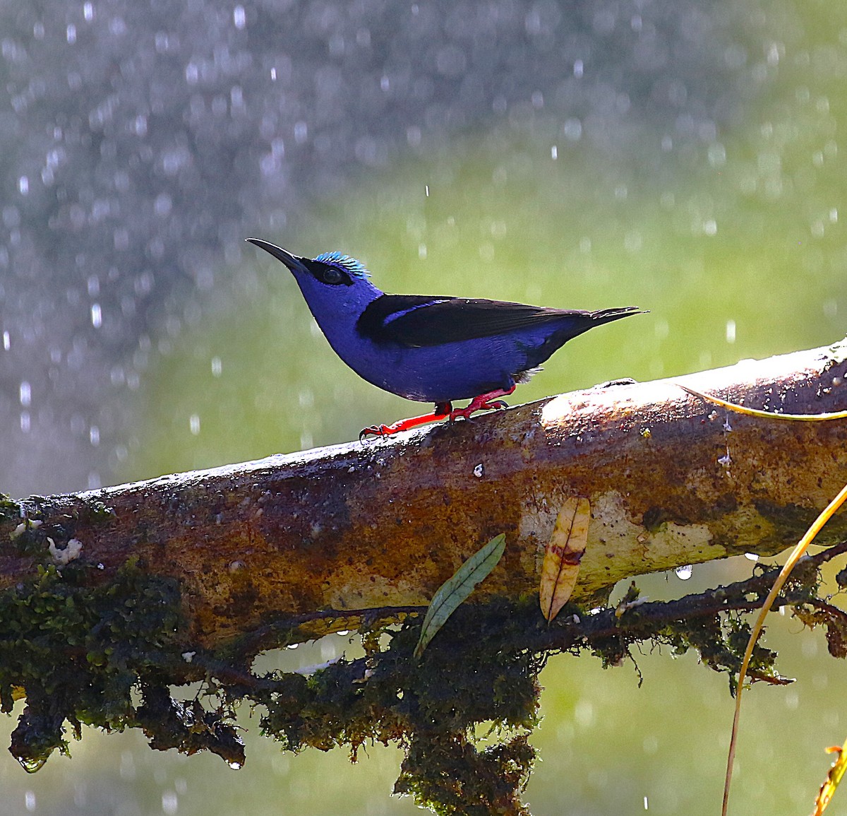Red-legged Honeycreeper - ML637845418