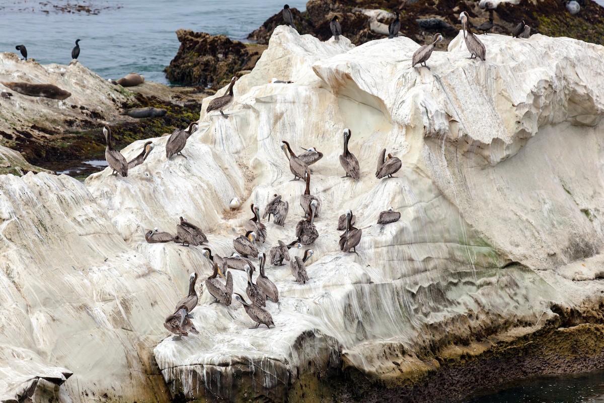 Brown Pelican - ML637845432