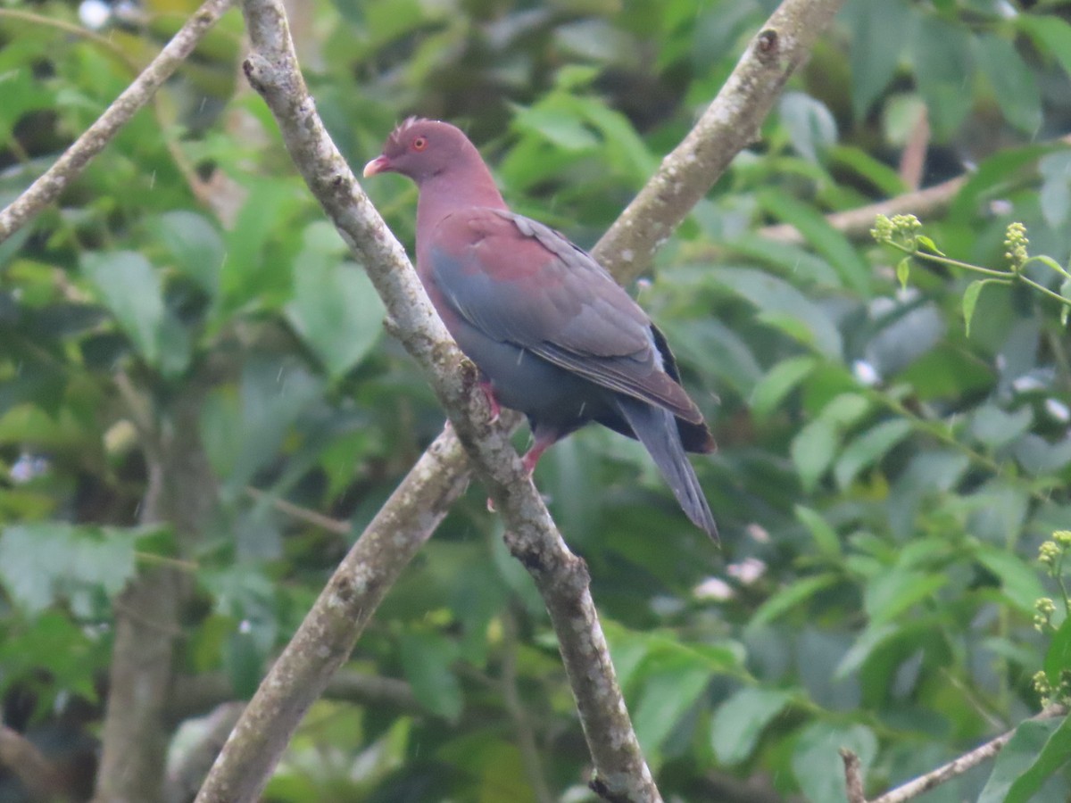Red-billed Pigeon - ML637845453