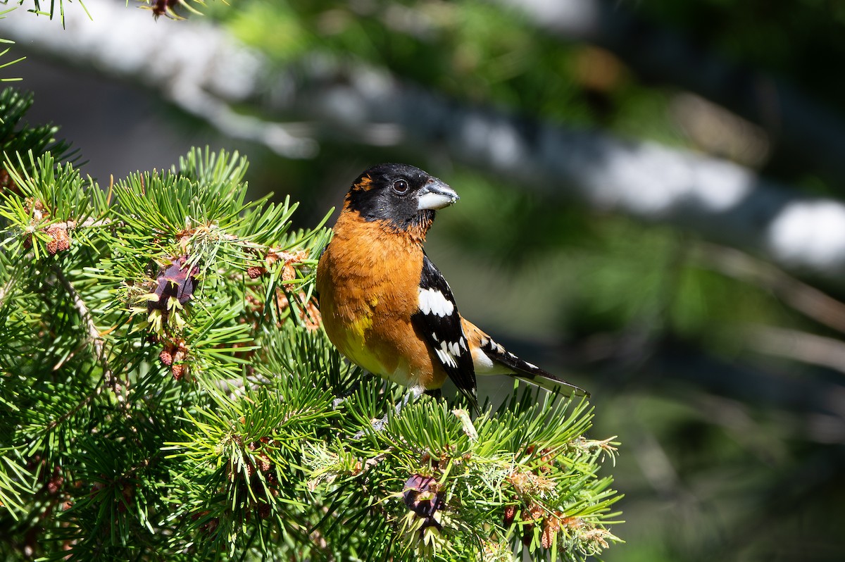 Black-headed Grosbeak - ML637845475