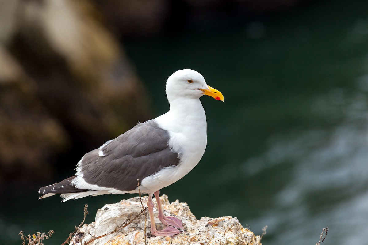 Western Gull - ML637845486