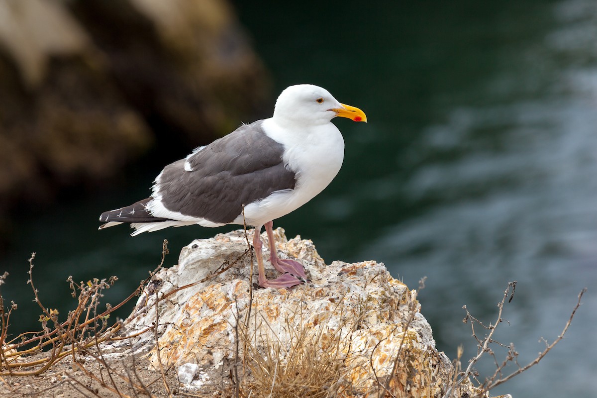 Western Gull - ML637845487