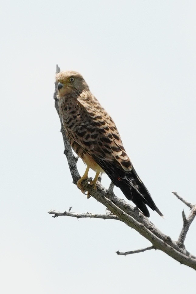 Greater Kestrel - ML637845524