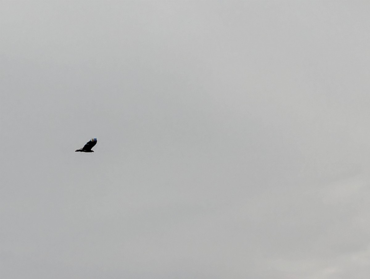 Caracara à gorge rouge - ML637845531