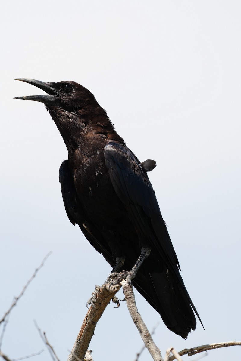 Cape Crow - ML637845549