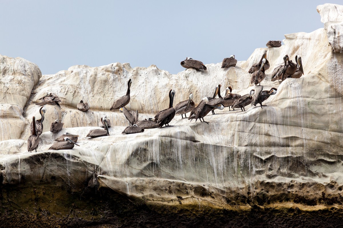 Brown Pelican - ML637845571