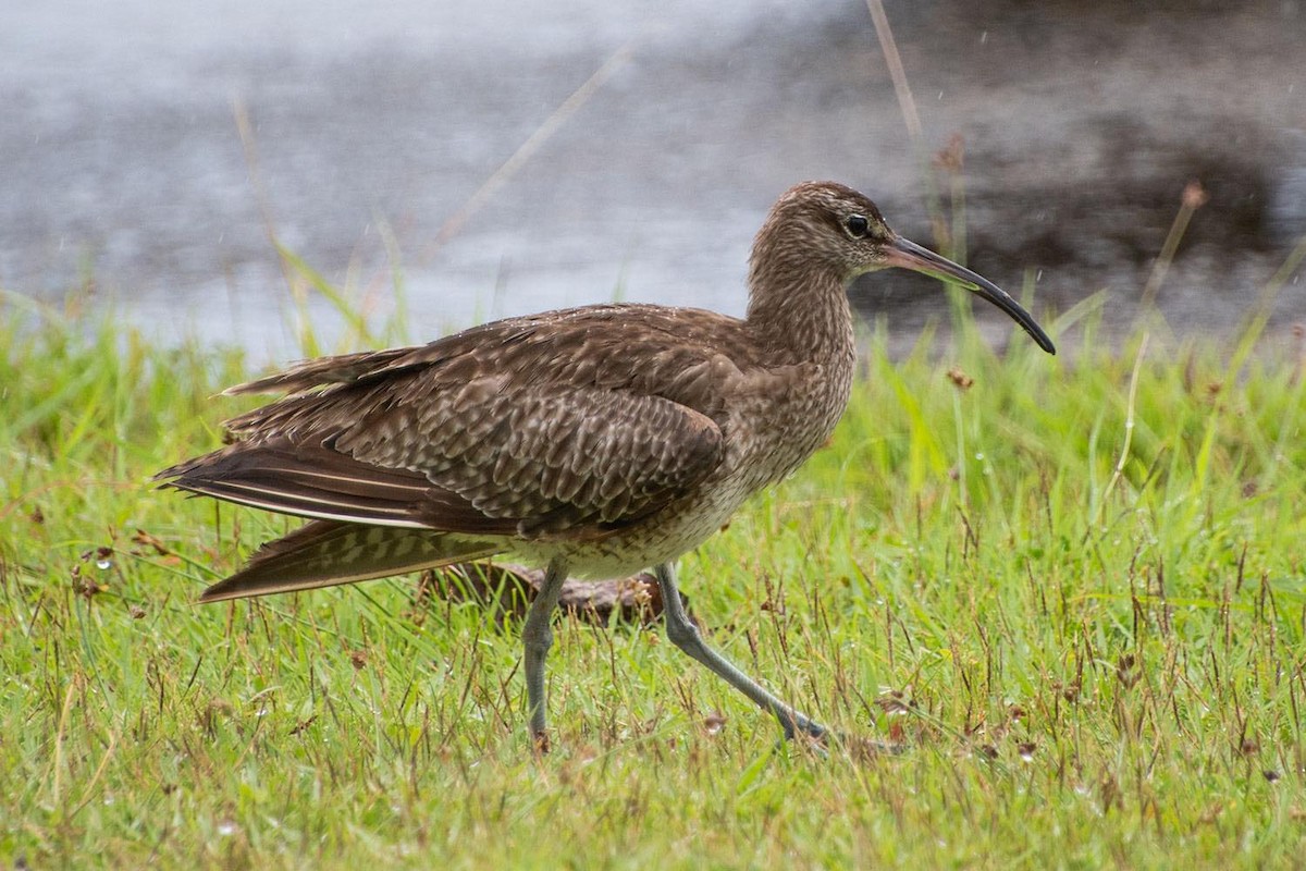 Eurasian Whimbrel - ML637845661
