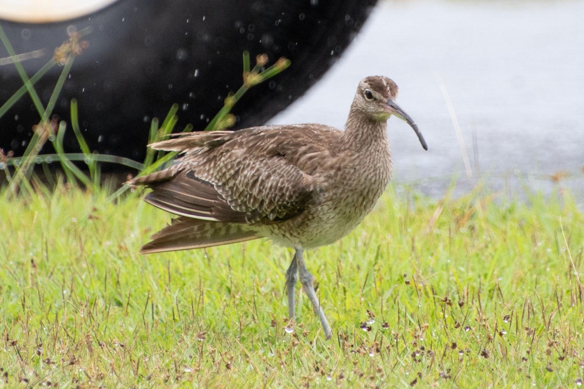Eurasian Whimbrel - ML637845662