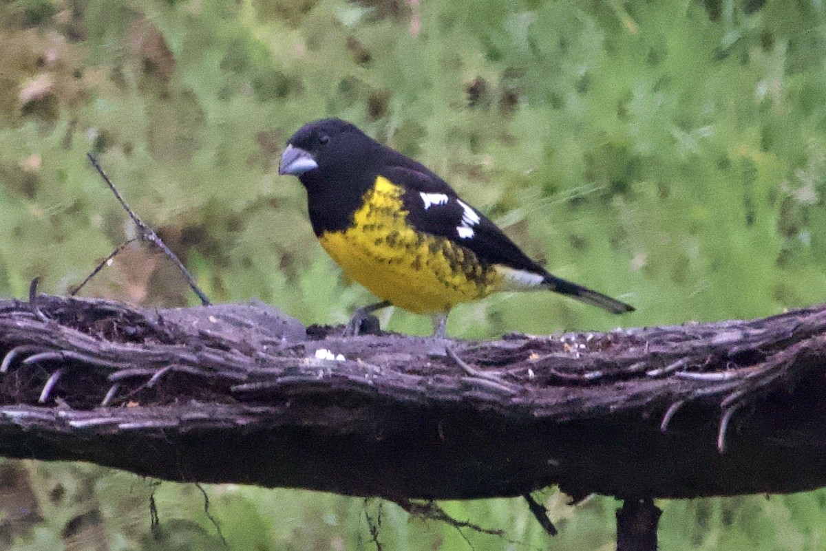 Black-backed Grosbeak - ML637845673