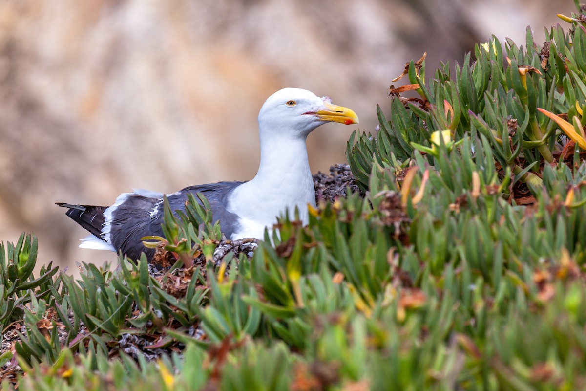 Western Gull - ML637845675