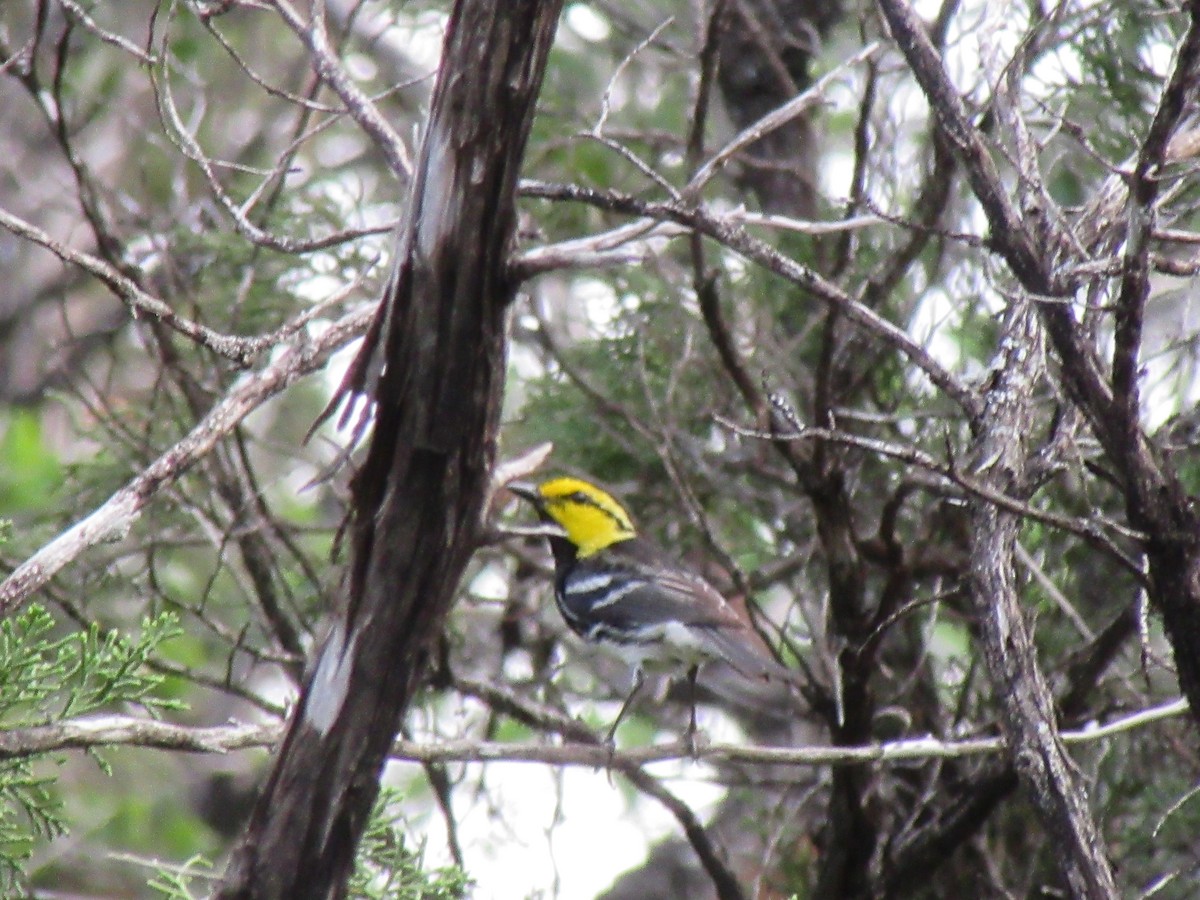 Golden-cheeked Warbler - ML637845686