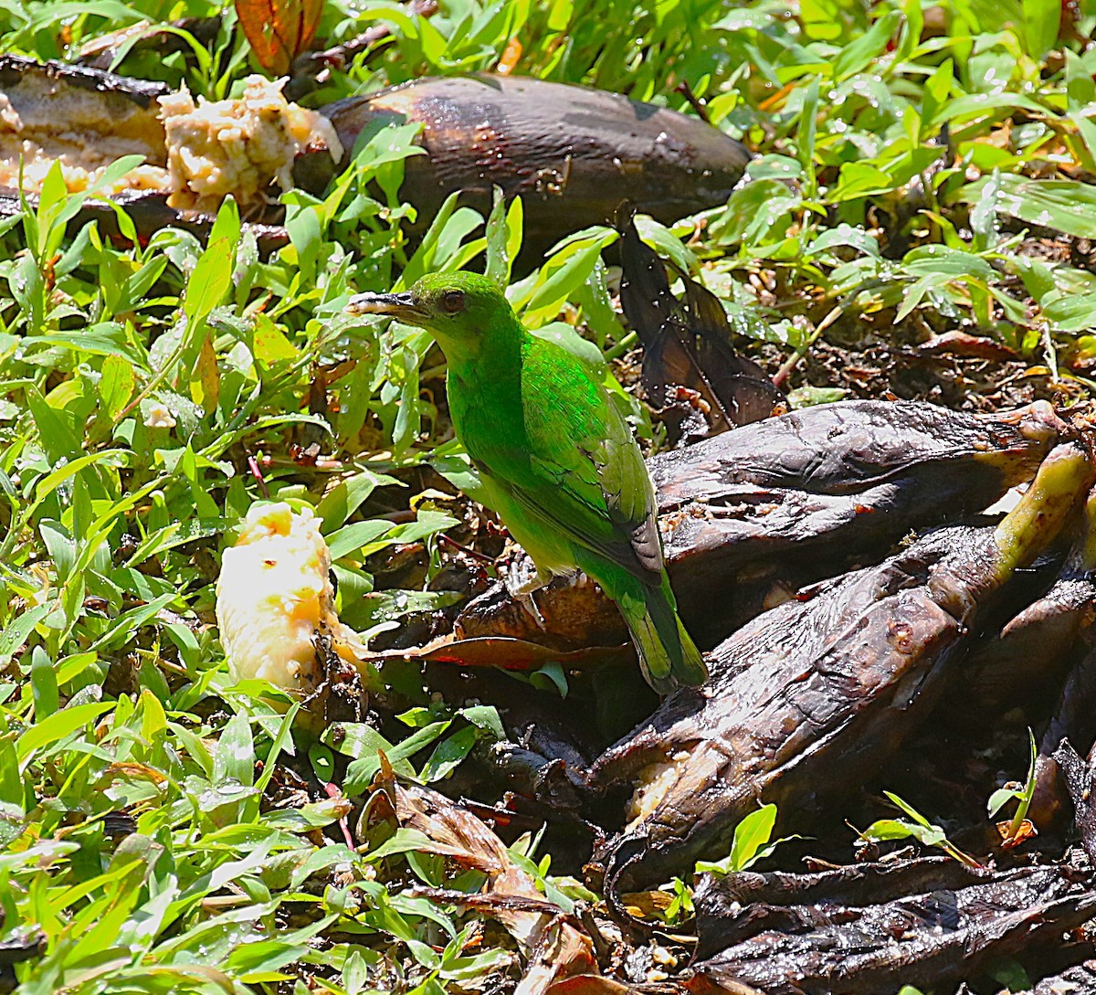 Green Honeycreeper - ML637845687