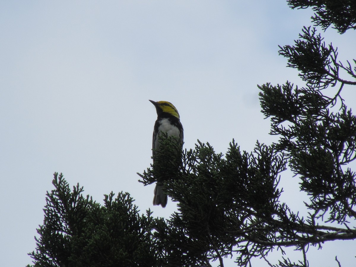 Golden-cheeked Warbler - ML637845722