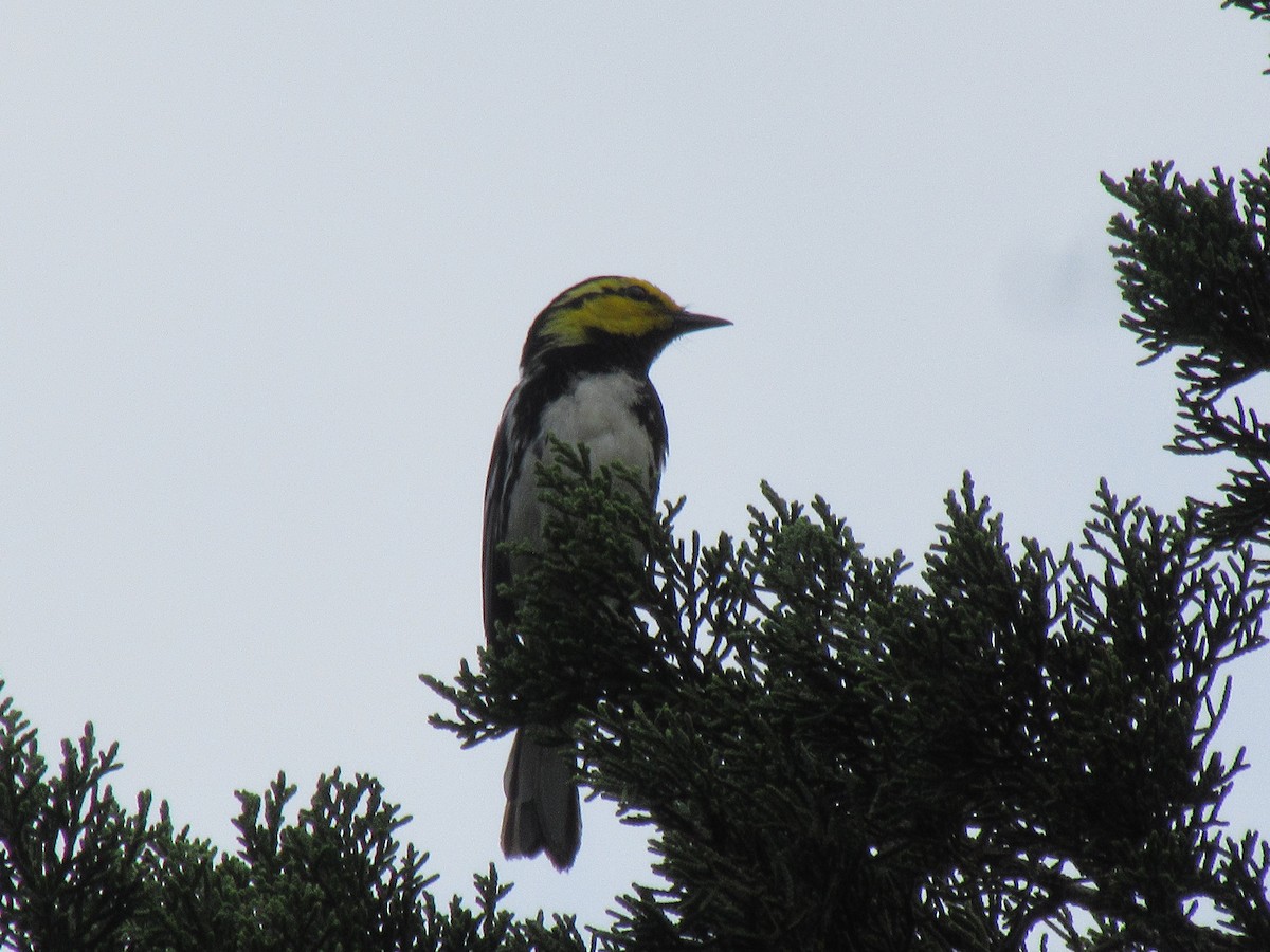 Golden-cheeked Warbler - ML637845723
