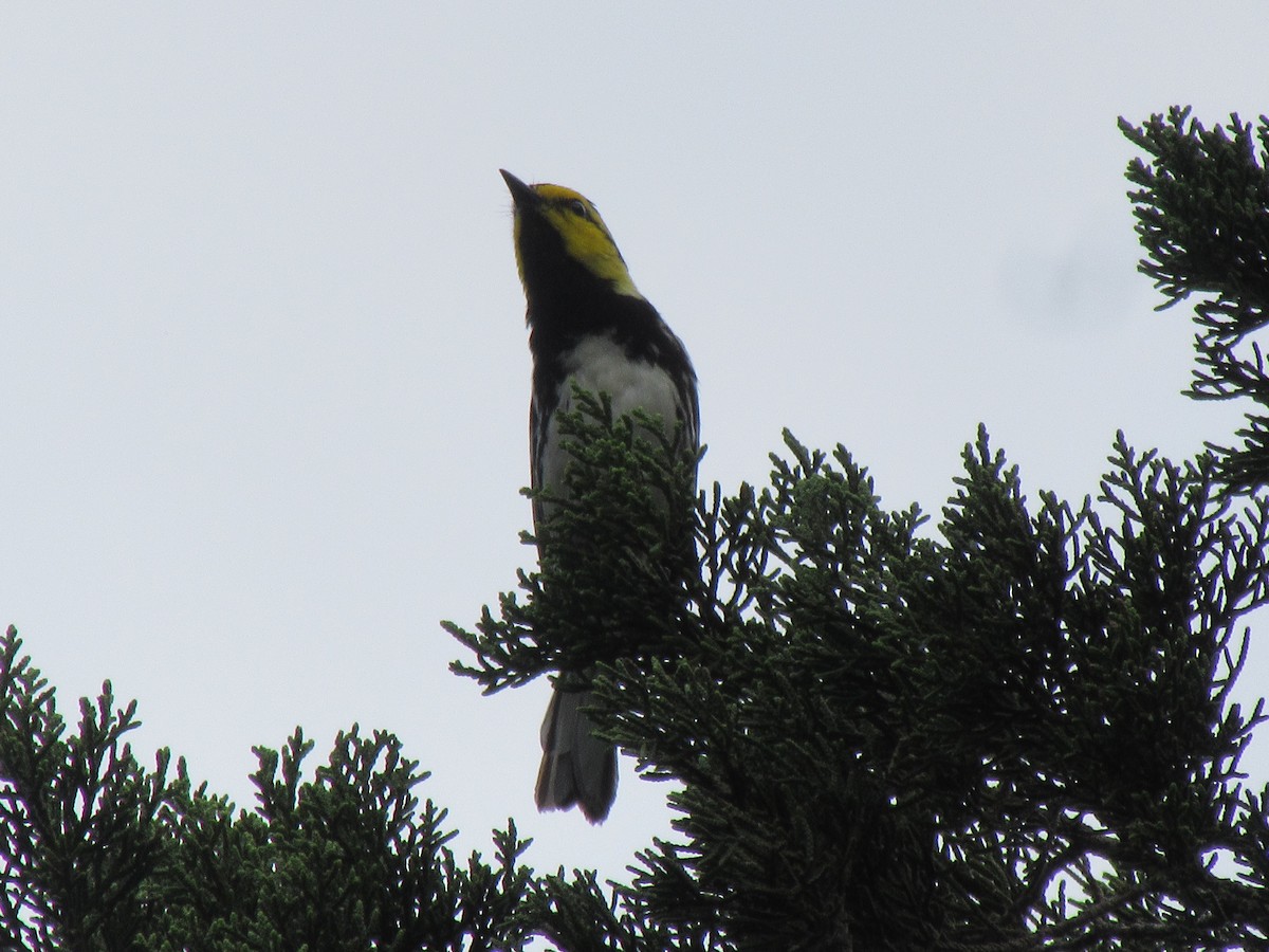 Golden-cheeked Warbler - ML637845724