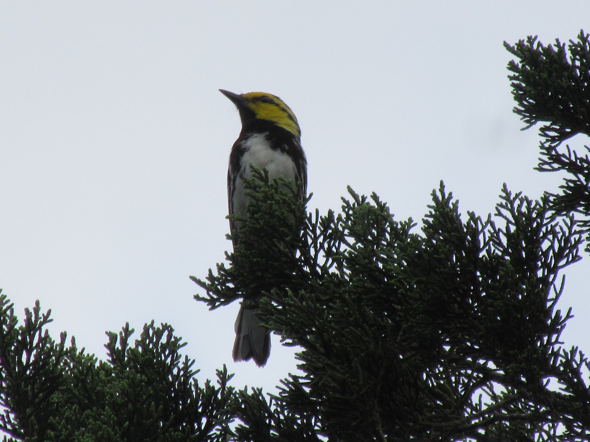 Golden-cheeked Warbler - ML637845725
