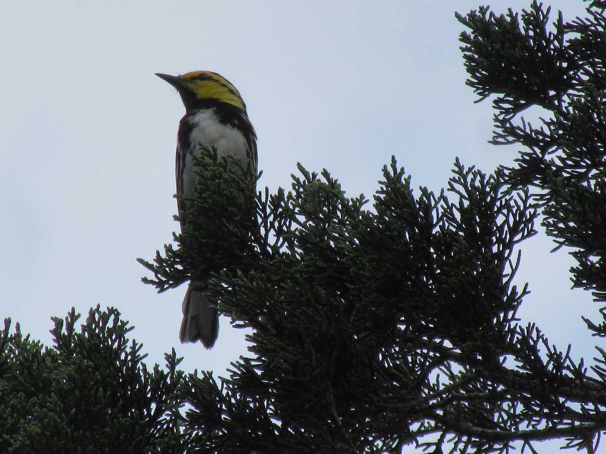 Golden-cheeked Warbler - ML637845726